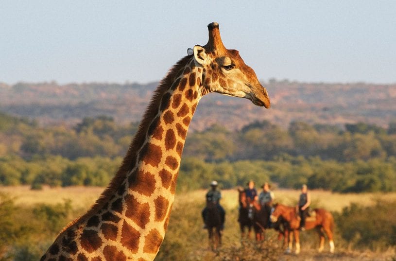 Safari