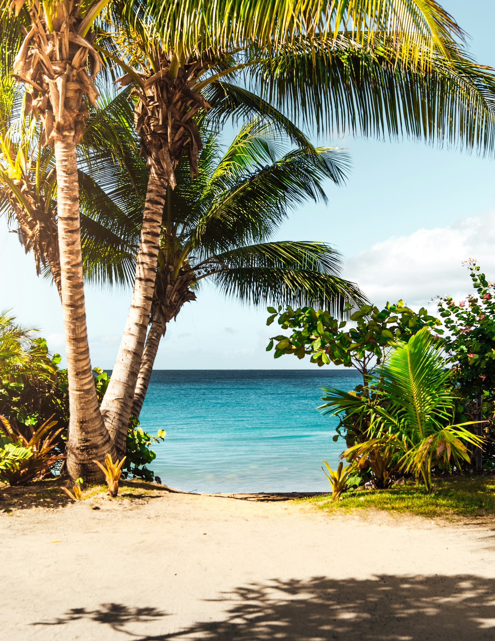 A palm-lined path opening to a quiet cove